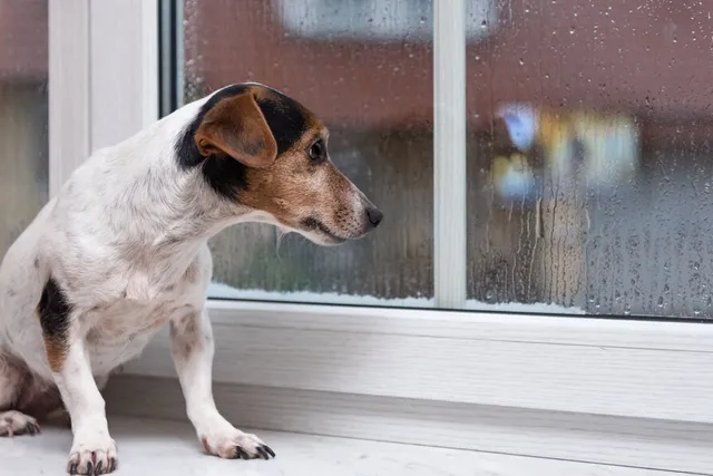 Pandemic Dogs & Puppies: Vet-Reviewed Behavioral Issues