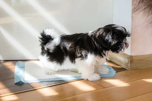 How to Potty Train a Shih Tzu: 10 Vet-Approved Tips (With Video)