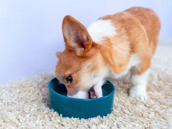 "BPA-Free" Dog Bowls Aren't Actually Safer - Here's Why