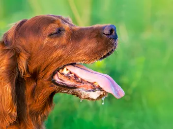 How to Stop Dog Drooling? Our Vet Explains