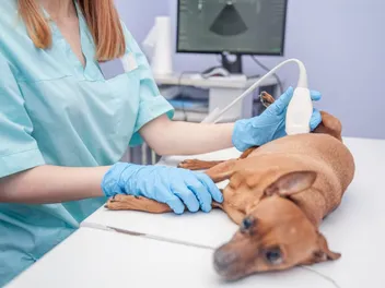How Much Does a Dog Ultrasound Cost? 2026 Price Guide