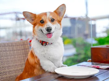 15 Dog Friendly Restaurant Chains: Take Your Pup Out For a Lunch