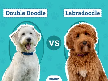 Double Doodle vs. Labradoodle: Key Differences (With Pictures)