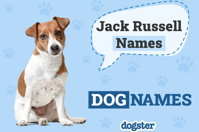 250+ Popular & Unique Jack Russell Terrier Names