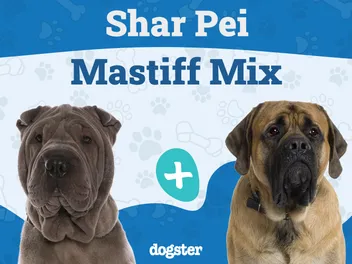 Shar Pei Mastiff Mix Breed: Info, Pictures, Care & More