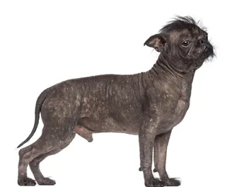 Are Hairless French Bulldogs Ethical? Concerns & FAQ