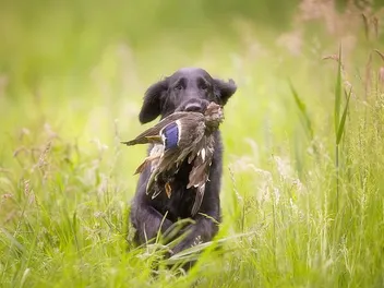 How Long Will It Take to Train a Duck Dog? Vet Approved Tips & FAQ