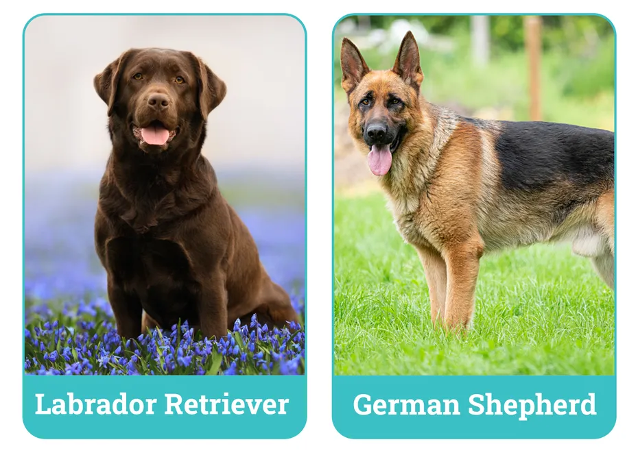 Labrador Retriever Vs German Shepherd Side By Side