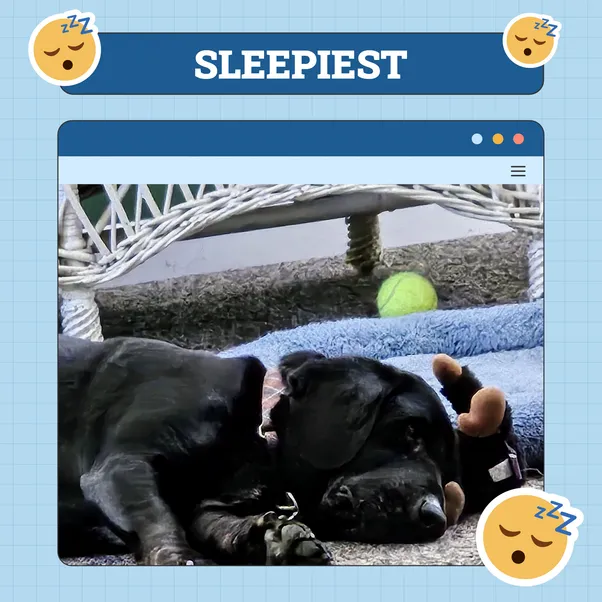 Sleepiest Dog