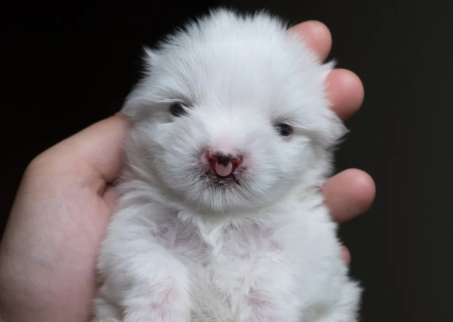Maltese puppy with a cleft lip and palate