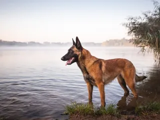 Do Belgian Malinois Like Water (And Can They Swim)? Vet-Reviewed Benefits, Facts & FAQ