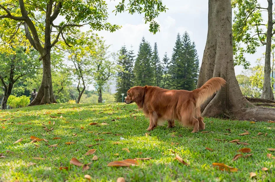Golden retriever peeing on grass in park