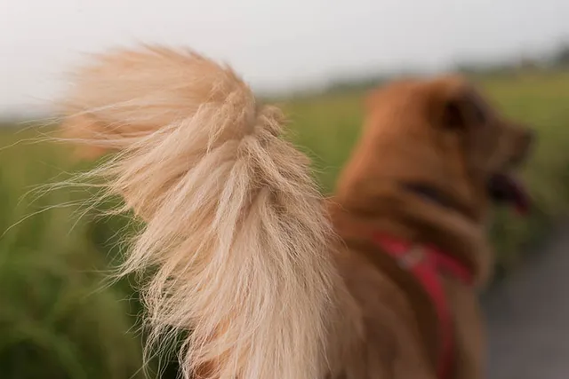 10 Fascinating Dog Tail Facts: Communication, Behavior & More