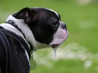 Why Do Dogs Slobber? 7 Vet-Reviewed Reasons
