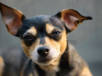 Why Is My Dog Squinting? 6 Vet-Verified Vision Issues