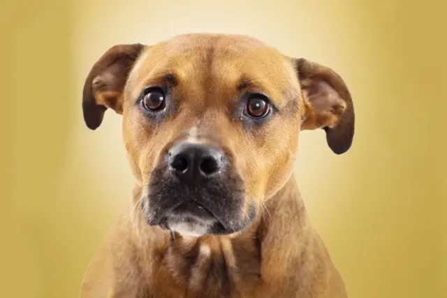 Rhodesian Ridgeback Beagle Mix: Info, Pictures, Temperament & Traits