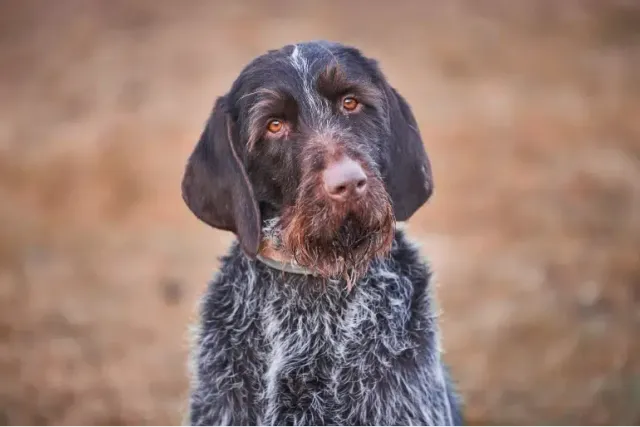 Cesky Fousek Dog Breed: Info, Pictures, Care & More
