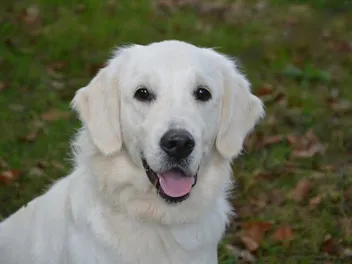 English Cream (White) Golden Retriever: Info, Pictures, History & More