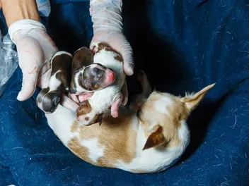 Caesarean Sections in Dogs: Vet Approved Info & Care Tips