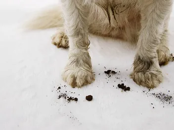 How to Keep Dogs From Tracking in Dirt Through the House: 8 Vet-Verified Tips