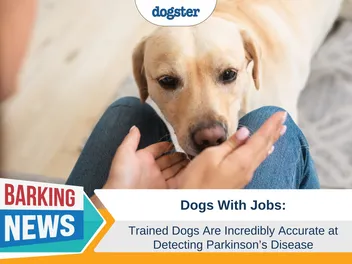 Trained Dogs Are Incredibly Accurate at Detecting Parkinson’s Disease