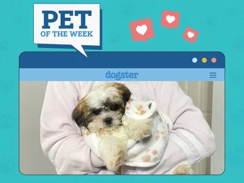 Dogster Photo Contest: Dogs of the Week Winners (October 16, 2025)