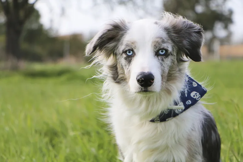 a blue merle border collie with blue eyes