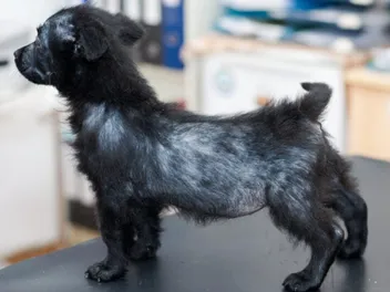 Demodectic Mange in Dogs: Signs, Causes & Treatment (Vet Answer)