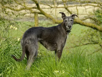 Lurcher Dog: Breed Info, Pictures, Care & Traits