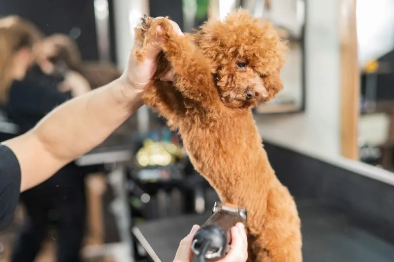 Woman trimming toy poodle with electric razor in grooming salon