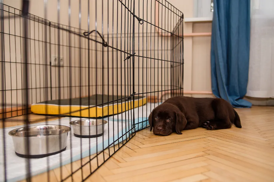 Labrador puppy chocolate lies on the floor near the cage near the bowl and pee pads