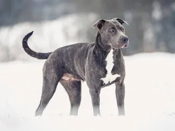 How Cold Is Too Cold for a Pitbull? Signs, Risks & Safety