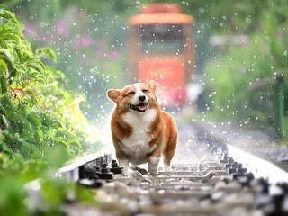 Why Does My Dog Stay Out in the Rain? 6 Vet-Reviewed Reasons Why & Safety Tips