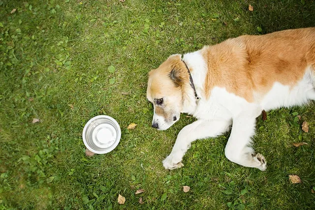 How Long Can a Dog Go Without Water? Vet-Verified Facts & Safety Guide