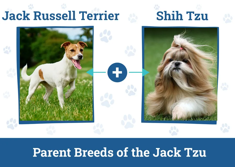 Parent Breeds of the Jack Tzu