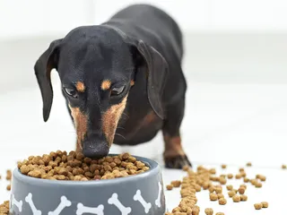 How Much Should a Dachshund Eat in a Day? Adult & Puppy Feeding Guide