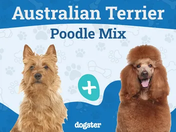 Terri-Poo (Australian Terrier & Poodle Mix): Info, Pictures, Care & More