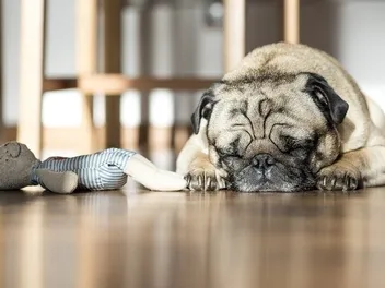 Can Dogs Feel Depressed or Sad? Vet Approved Facts & What to Do