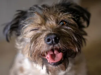 Can Dogs Laugh? What Science Says