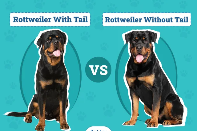 Rottweiler With Tail vs Without: Vet-Verified Facts & FAQ