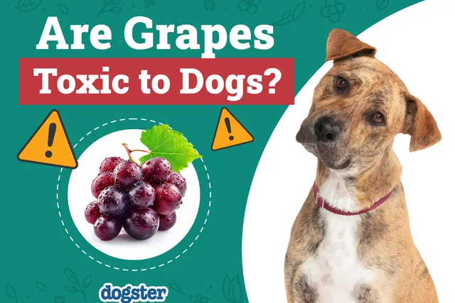 Are Grapes Toxic or Poisonous to Dogs? Vet-Reviewed Health Facts & FAQ