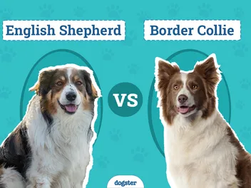 English Shepherd vs. Border Collie: The Differences (With Pictures)