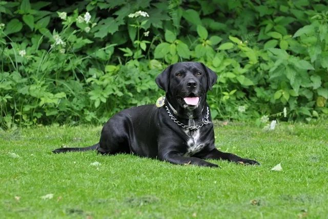 10 Top Sporting Dog Breeds (With Info & Pictures)
