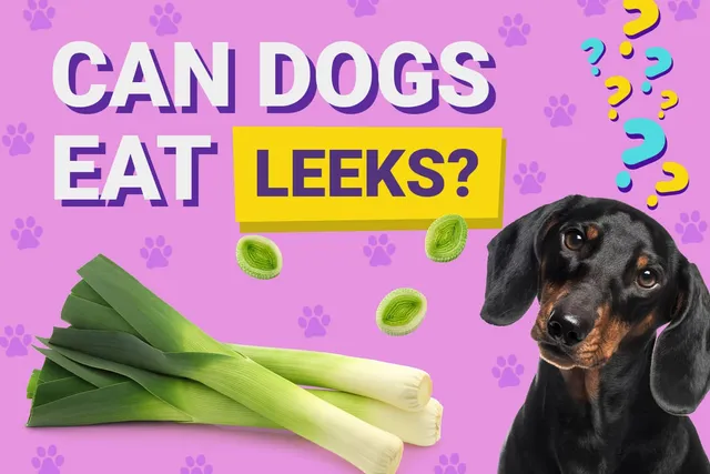 Can Dogs Eat Leeks? Find Out How Safe They Are!