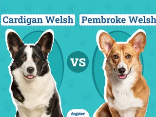 Cardigan Welsh vs Pembroke Welsh Corgi: Vet-Reviewed Differences (With Pictures)