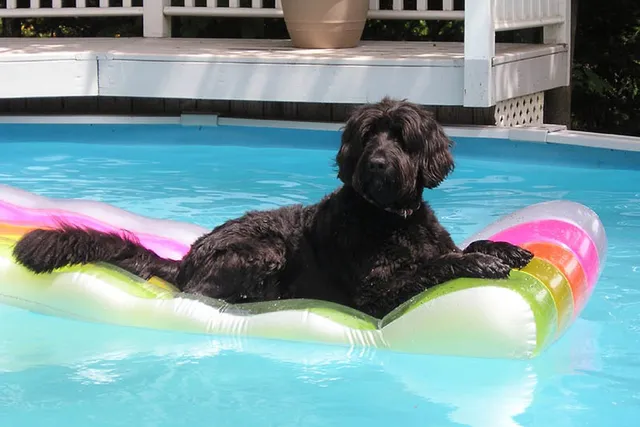 How to Keep Your Dog Safe Around the Pool: 9 Vet-Approved Tips