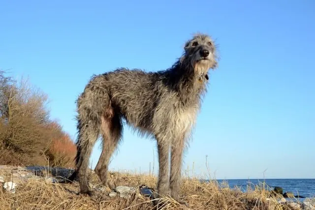 Scottish Deerhound Dog Breed: Info, Pictures, Care & Traits