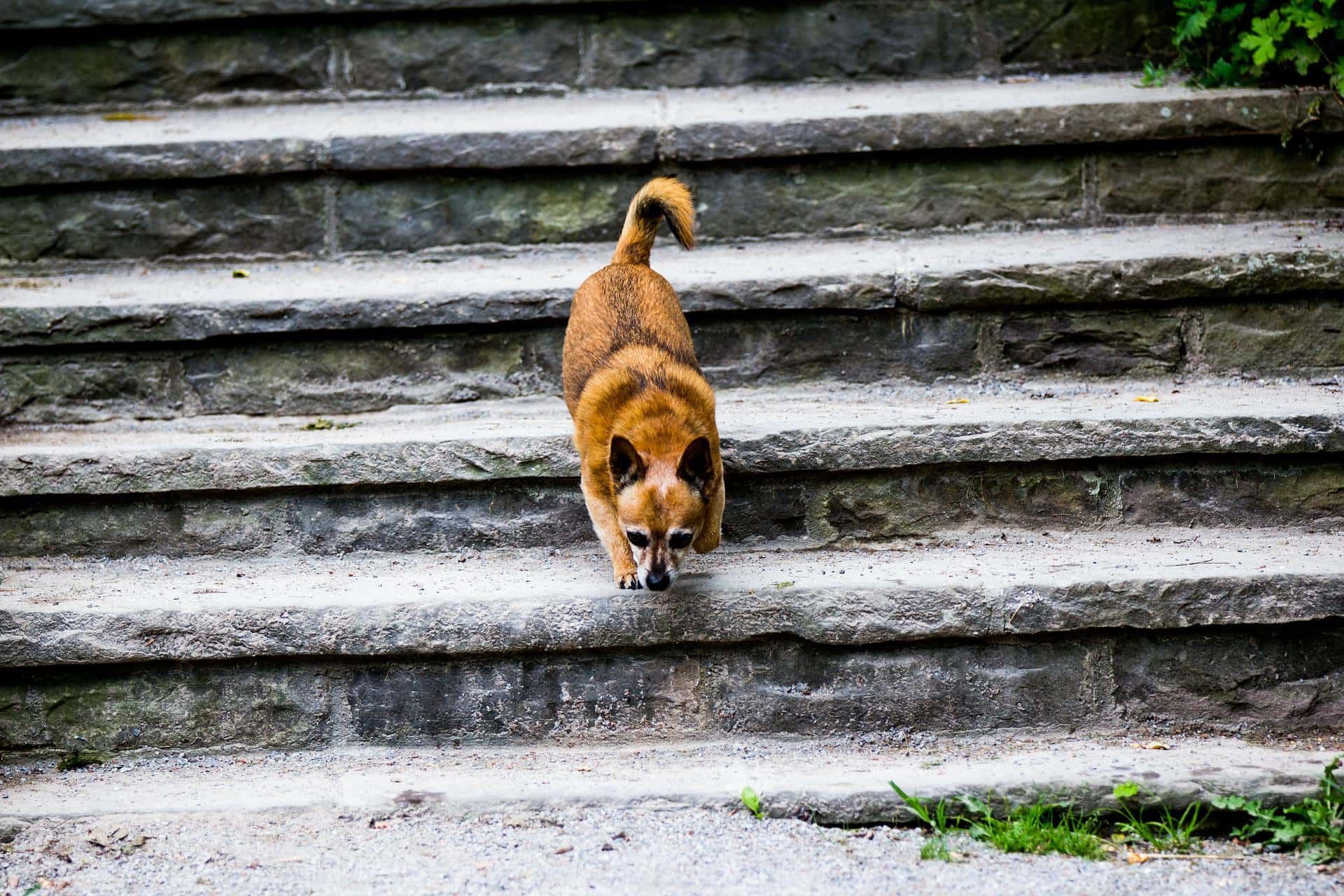 dog stair
