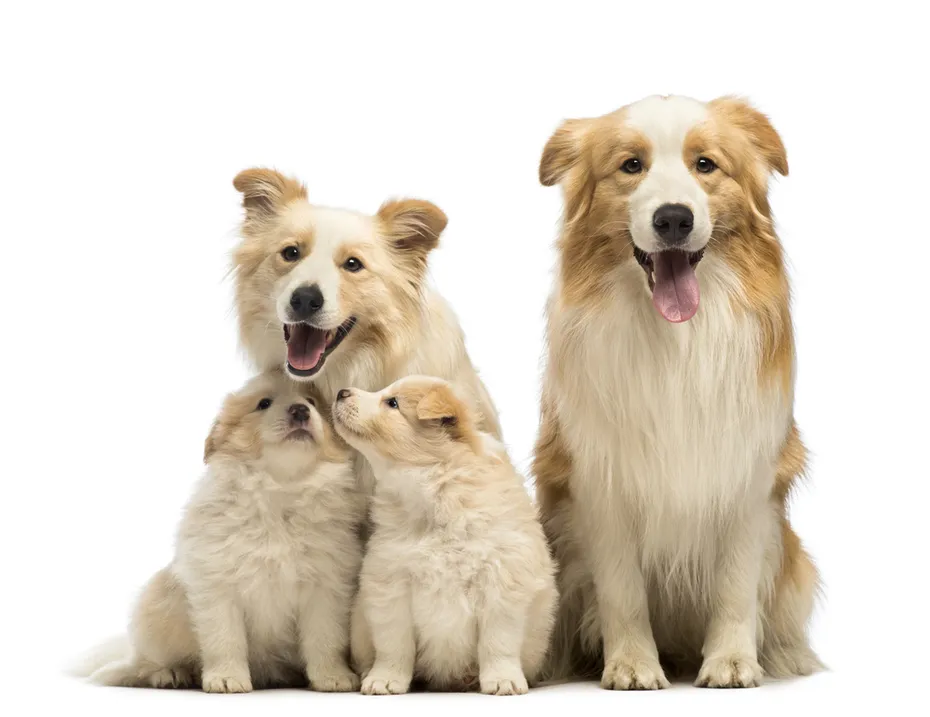 Border collie family