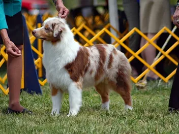 Training a Show Dog: A Beginner's Guide